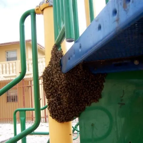 thumbnail for publication: Swarm Control for Managed Beehives